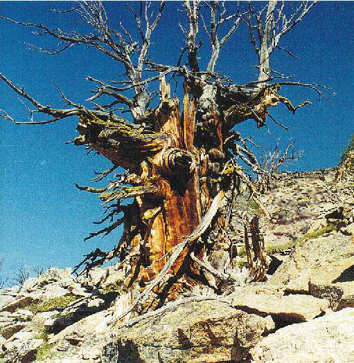 A Cloven Pine