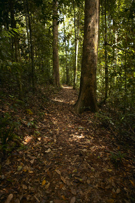 Forest of Linden G