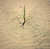 Circle in the Sand