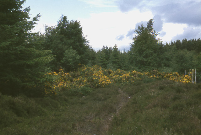 Grove of Linden